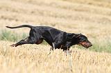 DOBERMANN 985